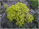 Cipresasti mleček (Euphorbia cyparissias)