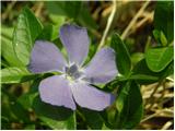 Lesser Periwinkle (Vinca minor)