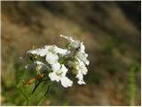 Cardamine trifolia