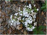 Trilistna penuša (Cardamine trifolia)