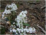 Trefoil Cress (Cardamine trifolia)