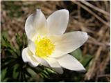 Alpski kosmatinec (Pulsatilla alpina)