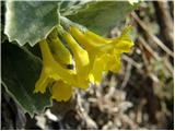 Primula auricula