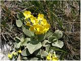 Primula auricula