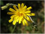Odorous Pig-salad (Aposeris foetida)