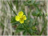 Potentilla erecta