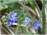 Germander Speedwell (Veronica chamaedrys)