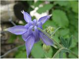 Velecvetna orlica (Aquilegia nigricans)