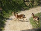 Fallow Deer (Dama dama)