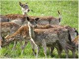 Fallow Deer (Dama dama)