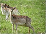 Fallow Deer (Dama dama)