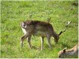 Fallow Deer (Dama dama)