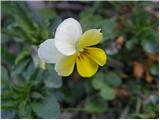 Njivska vijolica (Viola arvensis)