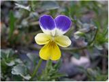 Wild Pansy (Viola tricolor)