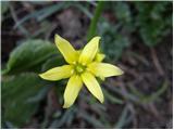 Yellow Star-of-Bethlehem (Gagea lutea)