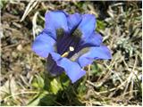 Trumpet Gentian (Gentiana clusii)