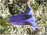 Trumpet Gentian (Gentiana clusii)