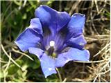 Trumpet Gentian (Gentiana clusii)