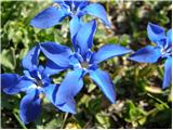 Spring Gentian (Gentiana verna)