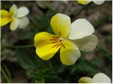 Njivska vijolica (Viola arvensis)