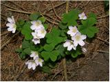 Navadna zajčja deteljica (Oxalis acetosella)