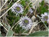 Globularia cordifolia