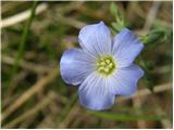 Alpine flax (Linum julicum)