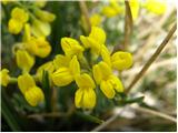 Nožničnolistna šmarna detelja (coronilla vaginalis)