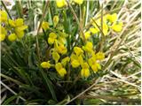 Coronilla vaginalis