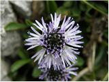 Globularia cordifolia