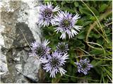 Globularia cordifolia