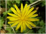 Aposeris foetida