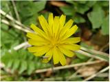Odorous Pig-salad (Aposeris foetida)