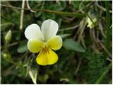 Njivska vijolica (Viola arvensis)