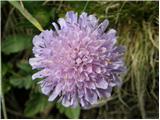 Field Scabious (Knautia arvensis)