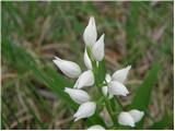 Narrow-leaved Helleborine  (Cephalanthera longifolia)