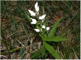 Dolgolistna naglavka (Cephalanthera longifolia)