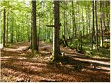 Gozd Martuljek - Zgornji Martuljkov slap