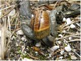 Snail (Helix pomotia)