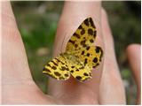 Butterfly (Lepidoptera)