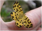 Metulji (Lepidoptera)