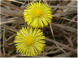 Coltsfoot (Tussilago farfara)