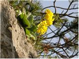 Lepi jeglič ali avrikelj (Primula auricula)