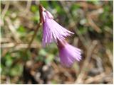 Navadni alpski zvonček (Soldanella alpina)