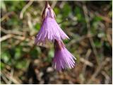 Alpine Snow Bell (Soldanella alpina)