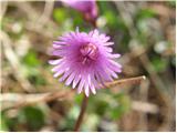 Navadni alpski zvonček (Soldanella alpina)