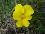 Zoisova vijolica (Viola zoysii)