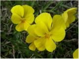 Zois' Violet (Viola zoysii)