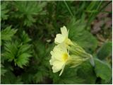 Oxlip (Primula elatior)