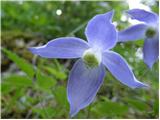 Alpine Clematis (Clematis alpina)